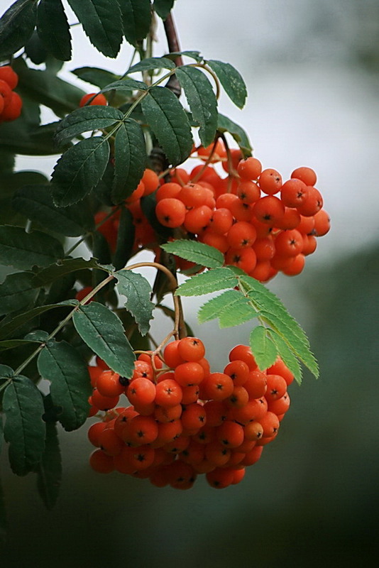 Фотографія Горобинонька рясна нахиляє віти... / Людмила Джур / photographers.ua