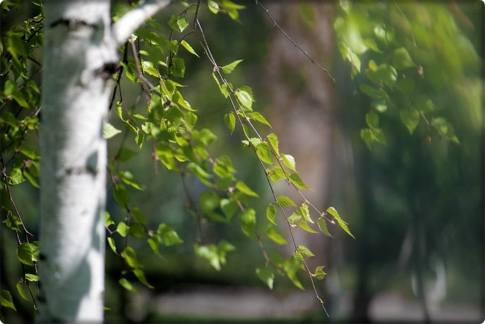 Фотографія Весняний вітерець / Людмила Джур / photographers.ua