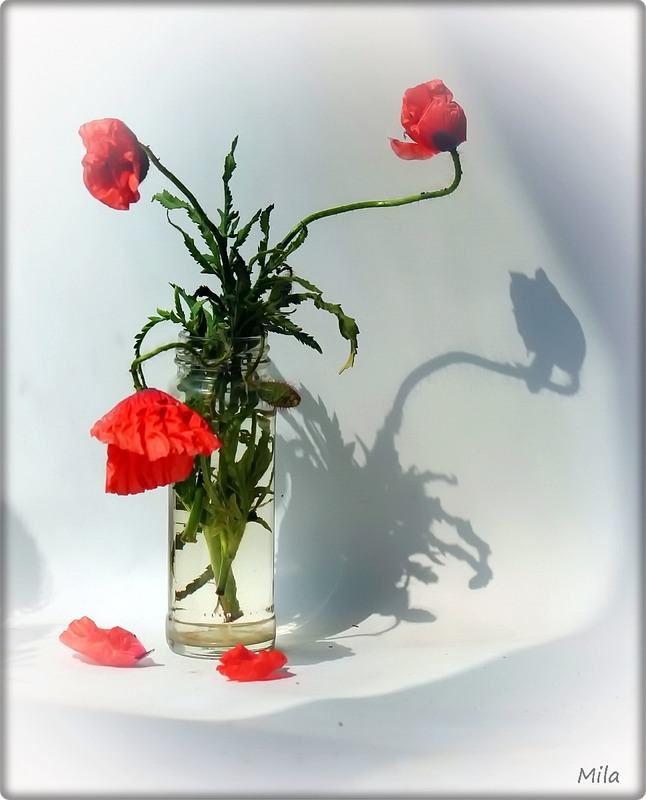 Фотографія Малює сонце / Людмила Джур / photographers.ua