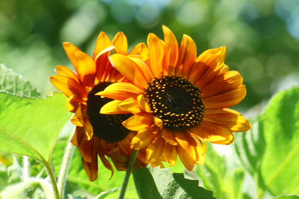 Фотографія Квіти України / Людмила Джур / photographers.ua