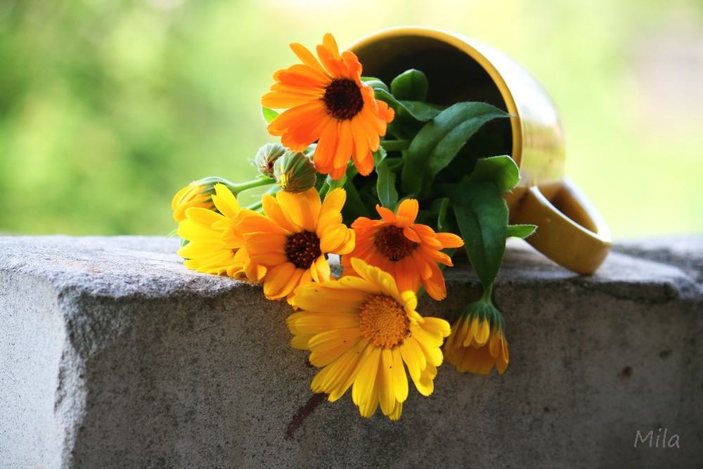 Фотографія Сонячні квіти / Людмила Джур / photographers.ua