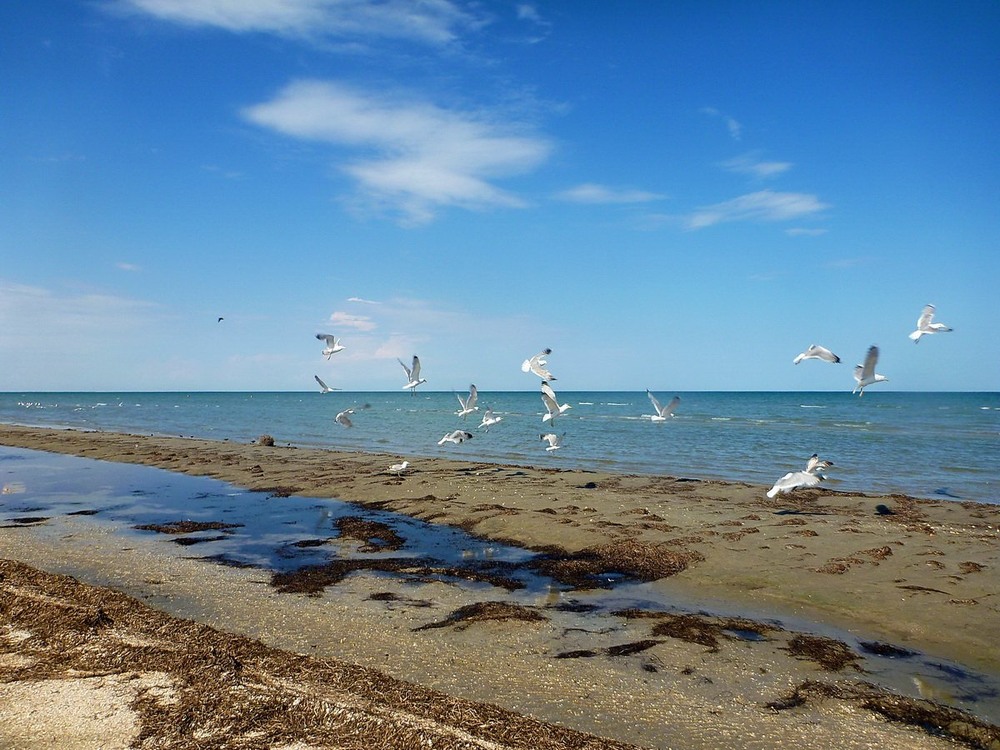 Фотографія Азовські чайки. Коли не було війни. / Людмила Джур / photographers.ua