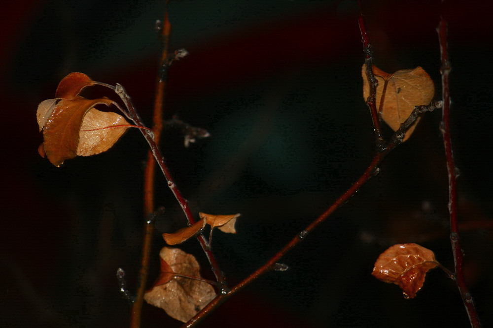 Фотографія Плакала осінь... / Людмила Джур / photographers.ua