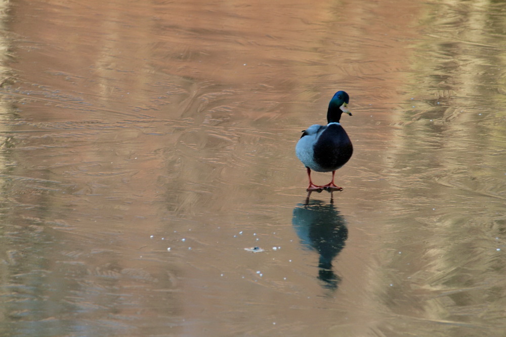 Фотографія Я прийшов, тебе нема... / Людмила Джур / photographers.ua