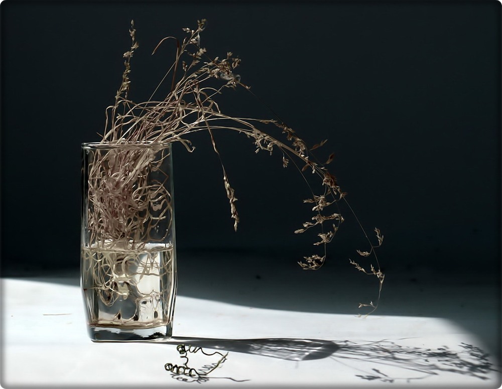 Фотографія Трави, що пам'ятають літо / Людмила Джур / photographers.ua