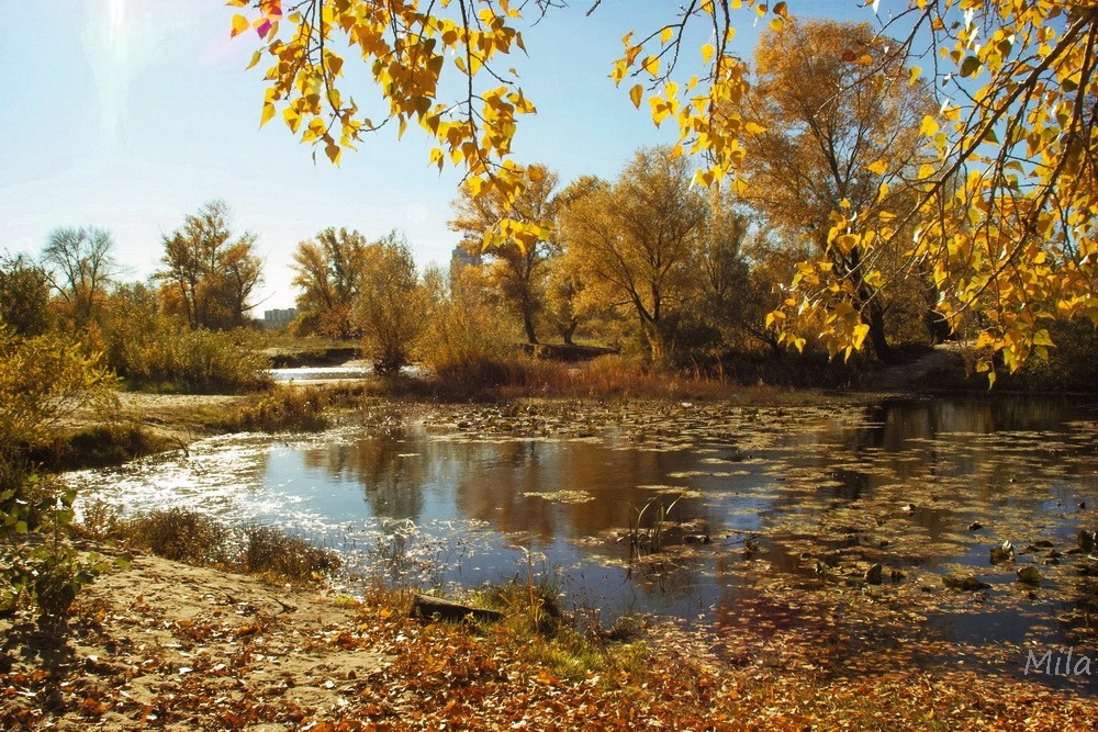 Фотографія Осінь золота / Людмила Джур / photographers.ua