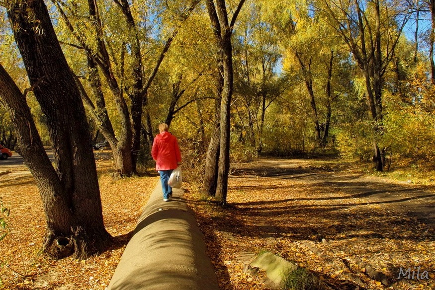 Фотографія Дорога в осінь / Людмила Джур / photographers.ua