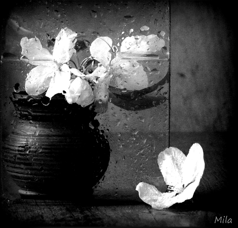 Фотографія Чорно-біла весна / Людмила Джур / photographers.ua