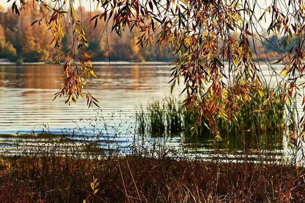 Фотографія В'язь осінніх думок / Людмила Джур / photographers.ua