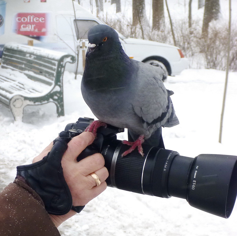 Фотографія Вот и птичка вылетела! / Людмила Джур / photographers.ua