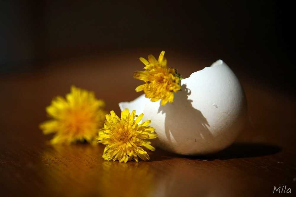 Фотографія Пелюстками до тебе / Людмила Джур / photographers.ua