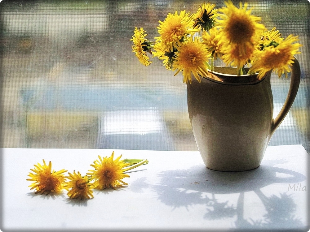 Фотографія Гра з сонечком) / Людмила Джур / photographers.ua