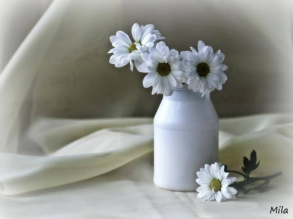 Фотографія Білий натюрморт / Людмила Джур / photographers.ua