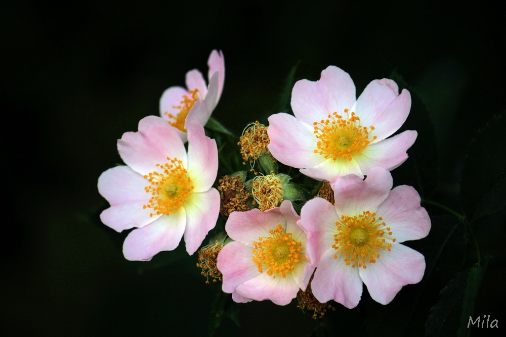 Фотографія Цвіте шипшина / Людмила Джур / photographers.ua