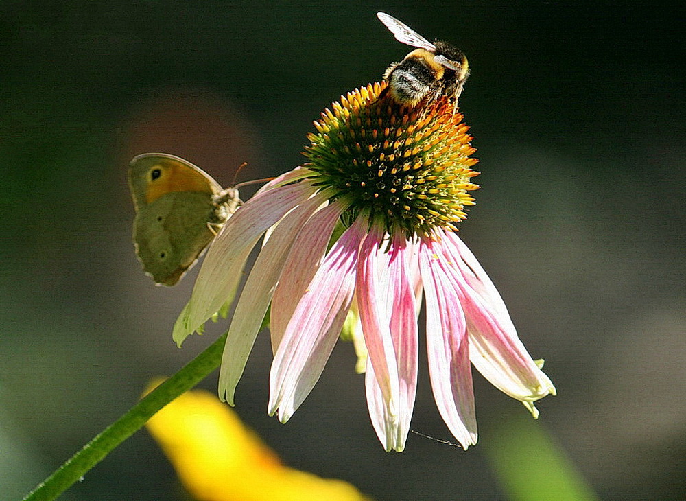 Фотографія Сніданок для двох / Людмила Джур / photographers.ua