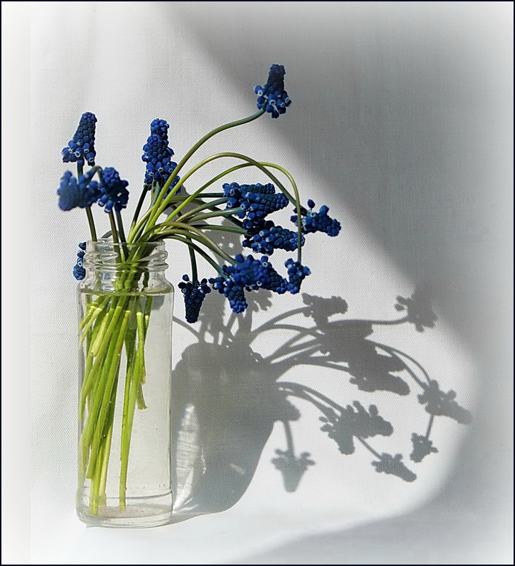 Фотографія Ніжність весни / Людмила Джур / photographers.ua