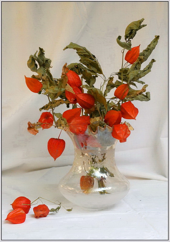 Фотографія Етюд з фізалісом / Людмила Джур / photographers.ua