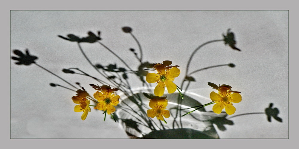 Фотографія Сонячні фантазії / Людмила Джур / photographers.ua