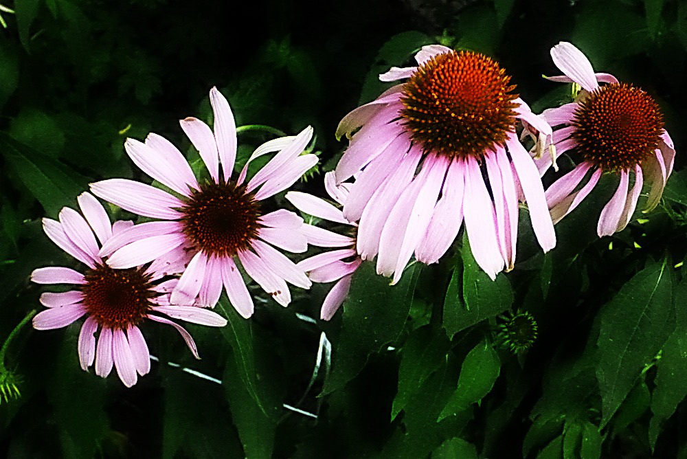 Фотографія Квіточки / Людмила Джур / photographers.ua