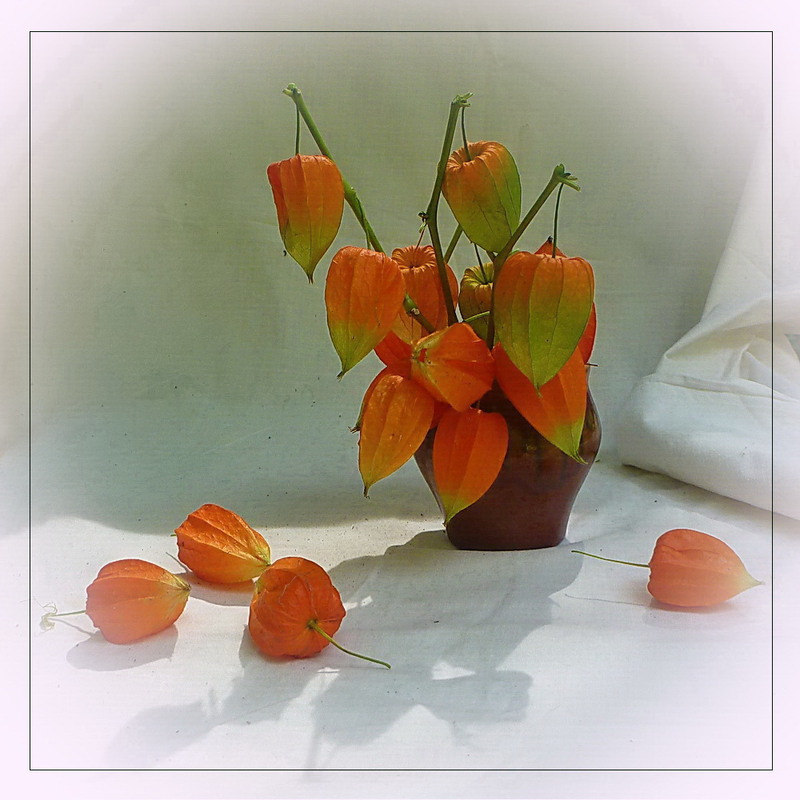 Фотографія Ці чарівні ліхтарики / Людмила Джур / photographers.ua