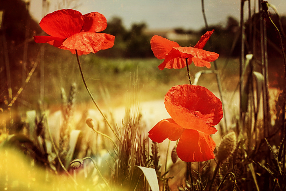 Фотографія Мне приснилось лето / Людмила Джур / photographers.ua