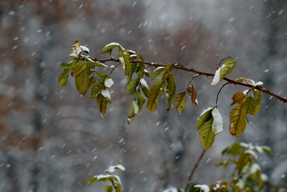 Фотографія Білий сніг на зеленому листі / Людмила Джур / photographers.ua