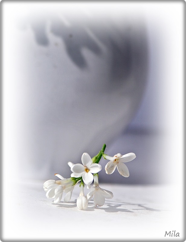 Фотографія Там, де народжуються тіні / Людмила Джур / photographers.ua