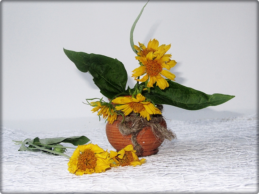 Фотографія Квіти сонця / Людмила Джур / photographers.ua