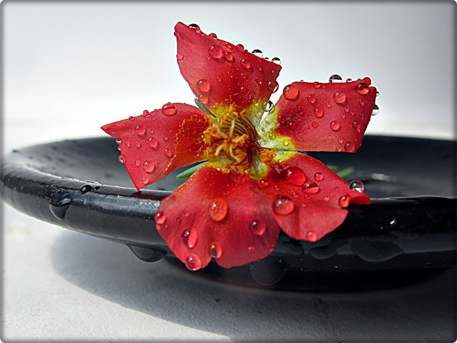 Фотографія Червоне - то любов... / Людмила Джур / photographers.ua