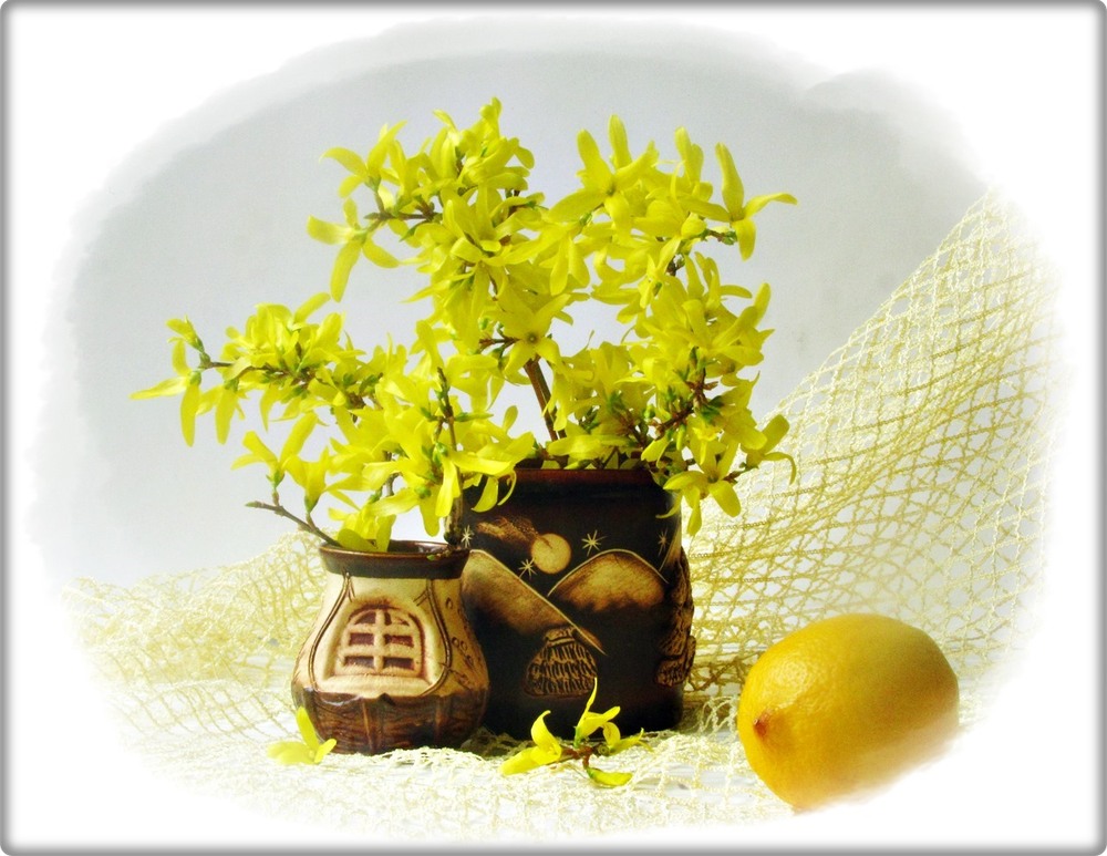 Фотографія Сезон форзиції / Людмила Джур / photographers.ua