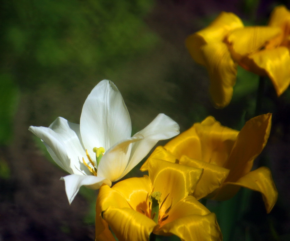 Фотографія Сезон тюльпанів / Людмила Джур / photographers.ua