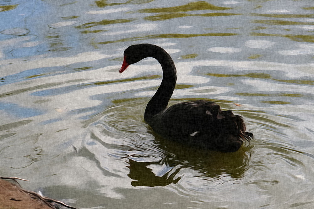 Фотографія А чёрный лебедь на пруду... / Людмила Джур / photographers.ua