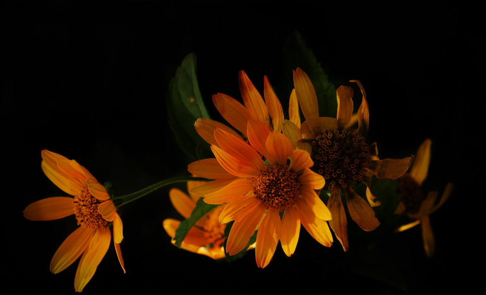 Фотографія Колір настрою - помаранчовий / Людмила Джур / photographers.ua