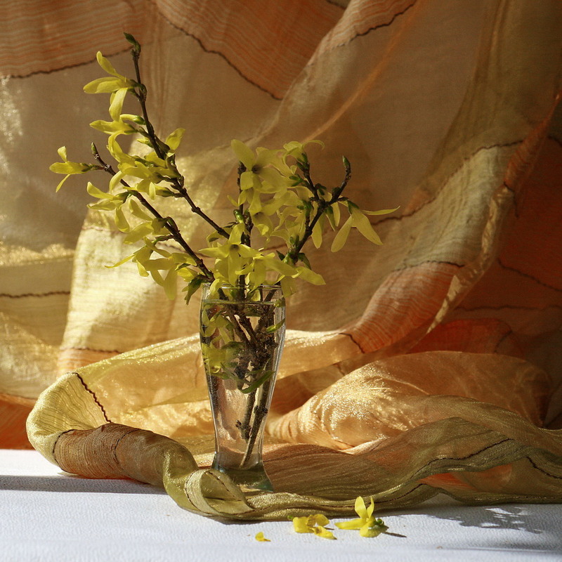 Фотографія Сонячний настрій / Людмила Джур / photographers.ua