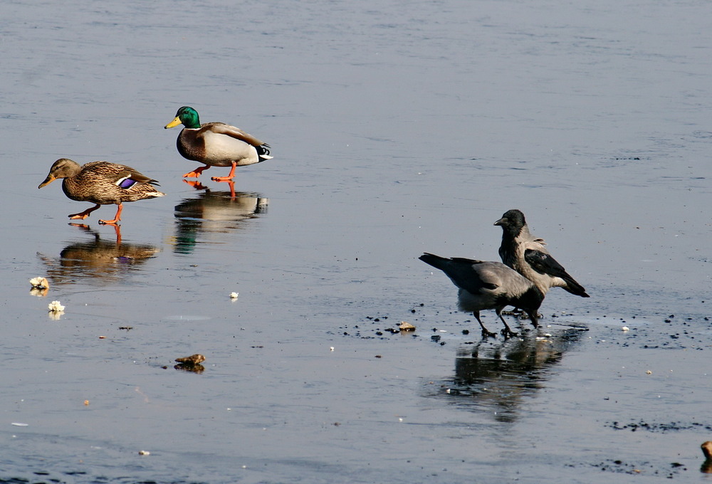 Фотографія 2+2 / Людмила Джур / photographers.ua