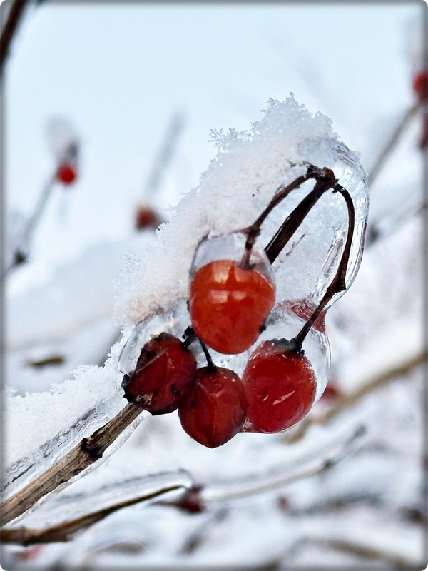 Фотографія Зимові ягідки / Людмила Джур / photographers.ua