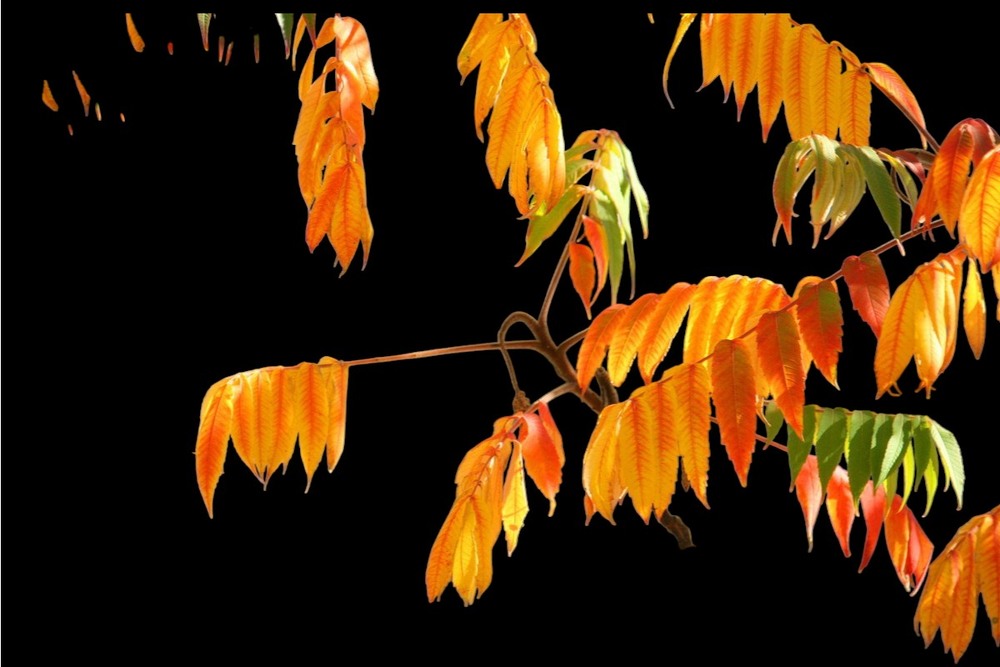 Фотографія Барви осені / Людмила Джур / photographers.ua