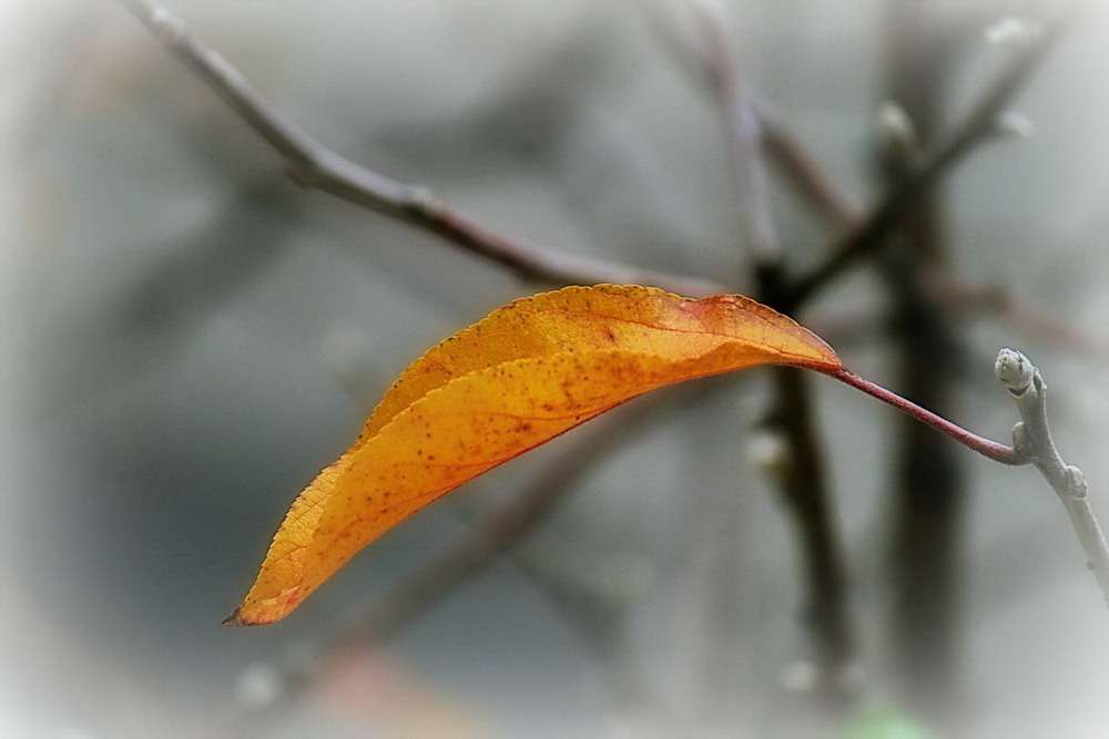 Фотографія Останній лист... Останній сонця промінь... / Людмила Джур / photographers.ua