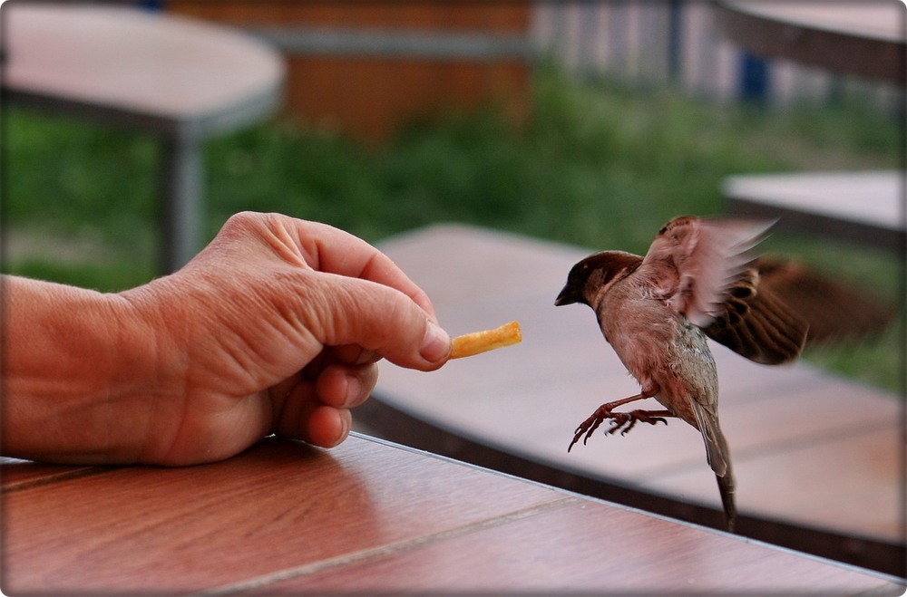 Фотографія Голод - не тітка... / Людмила Джур / photographers.ua