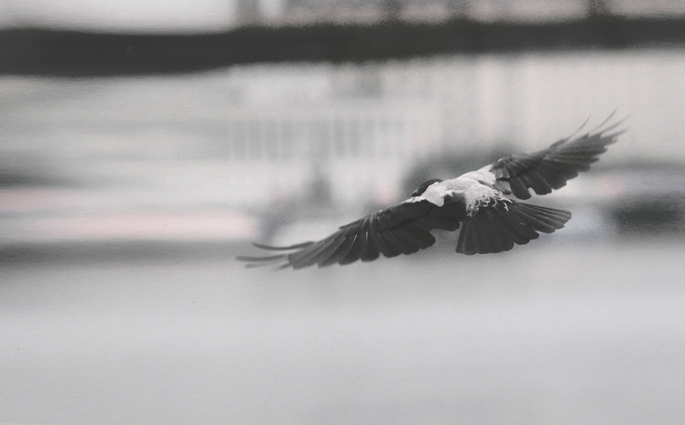 Фотографія Черная птица с белой отметиной / photolapa / photographers.ua