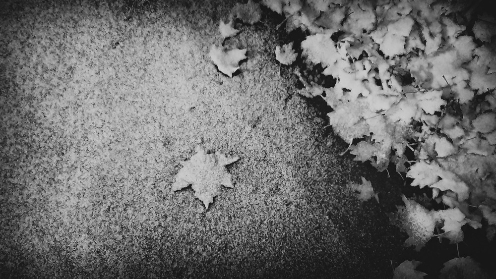 Фотографія Фантазия.Снежные листья. / photolapa / photographers.ua