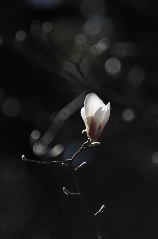 Фотографія тендітне Світло магнолії / photolapa / photographers.ua