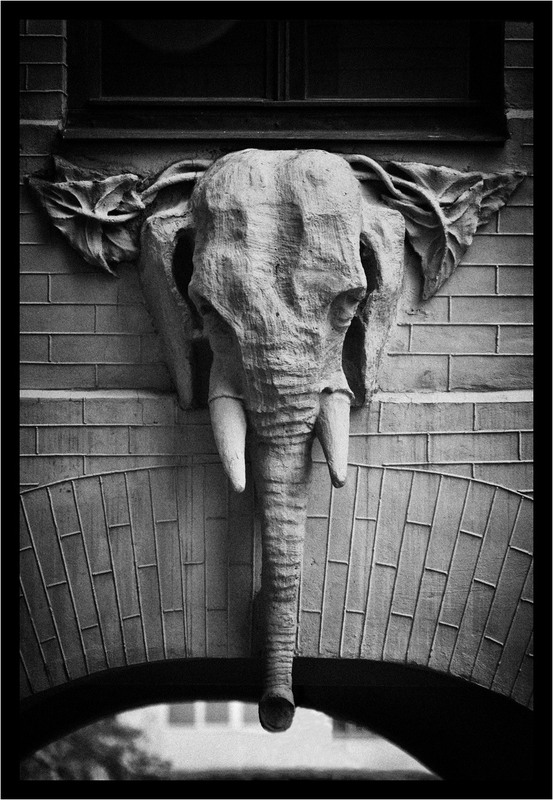 Фотографія elephant / photolapa / photographers.ua