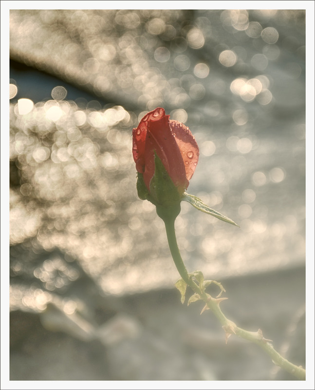 Фотографія звучание розы... / photolapa / photographers.ua