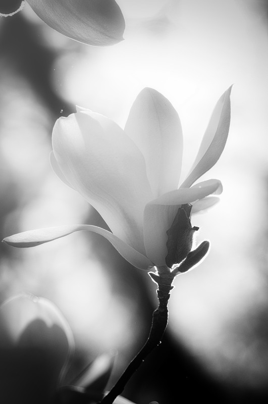 Фотографія якщо ніжність народилася б квіткою,...то вона була б магнолією...❤️ / photolapa / photographers.ua