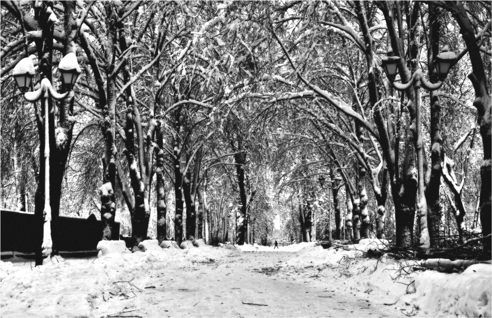 Фотографія зимний парк / photolapa / photographers.ua