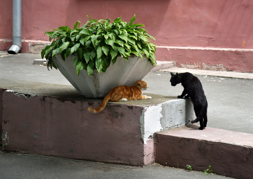 Фотографія Черно-рыжее котство / Синельников Александр / photographers.ua