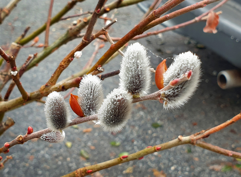Фотографія Точно весна! / Синельников Александр / photographers.ua