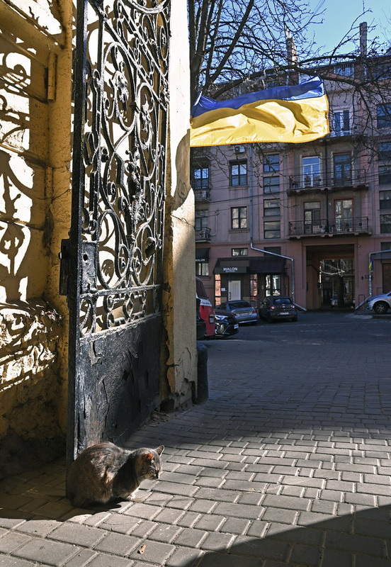 Фотографія Кот у ворот / Синельников Александр / photographers.ua