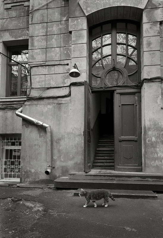 Фотографія труба,кот,фонарь / Синельников Александр / photographers.ua